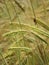 Barley crop 2 stroke seed head and awns