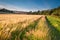 Barley Crop along River Aln Walk