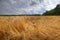 Barley crop flattened by wind and rain