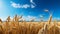 Barley Crop in a Golden Field