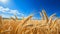 Barley Crop in a Golden Field