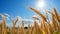 Barley Crop in a Golden Field