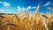 Barley Crop in a Golden Field