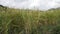 Barley crop ready for harvesting in the country side of the Himalayan region. Uttarakhand India