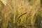 Barley crops close up