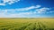 barley farm crops