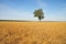 Barley field