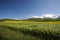 Barley field