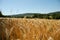 Barley Field