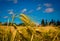 Barley field