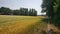 Barley in a field