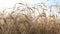 Barley field. Beards of golden barley close up. Beautiful rural landscape. Harvest and harvesting concept