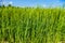 Barley, field with bleu sky
