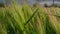 Barley field with blue sky. Green barley grain . Growth of barley bread