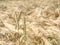 Barley field on the bright summer day.  Detailed view