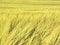 Barley field on the bright summer day.  Detailed view