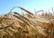 Barley field. Closeup of ears of corn in a danish