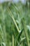 Barley field closeup of single plant