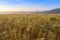 Barley field and foggy august morning.