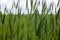 Barley field. Green ear closeup. Agricultural background