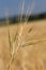 Barley field (Hordeum vulgare)