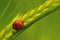 Barley field Ladybird (Coccinella septempunctata)