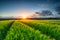 Barley Field Landscape