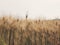 Barley field landscape changing to golden