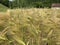 Barley field in the mountains of Banat, Romania