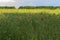 Barley field with poppy flowers and cornflowers