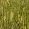 Barley field texture