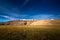 Barley field at Tso Moriri Lake. India, Ladakh