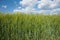 Barley fields.
