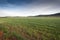 Barley fields in an agricultural landscape in La Mancha
