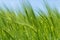 Barley fields in spring under blue sky