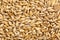 Barley grain