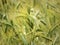 Barley grain closeup in NYS farm field