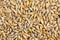 Barley grain (Hordeum)