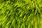 Barley grass