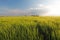 Barley green spring wheat field - meadow