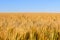 Barley heads stand out in a field of ripening grain