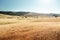 Barley hills Tuscany