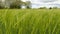 Barley hordeum vulgare