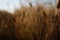 Barley (Hordeum vulgare)