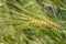 Barley (Hordeum vulgare), close-up