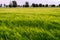 Barley Hordeum vulgare growing on field with ears of grain blurred by wind and long exposure. Rural countryside landscape.