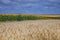 Barley Hordeum vulgare and sun flower field on a blue sky