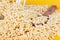 Barley noodle grains with wooden spoon on yellow background.