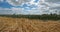 Barley and onion fields , Loiret depatment, France.