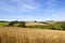 Barley and patchwork fields